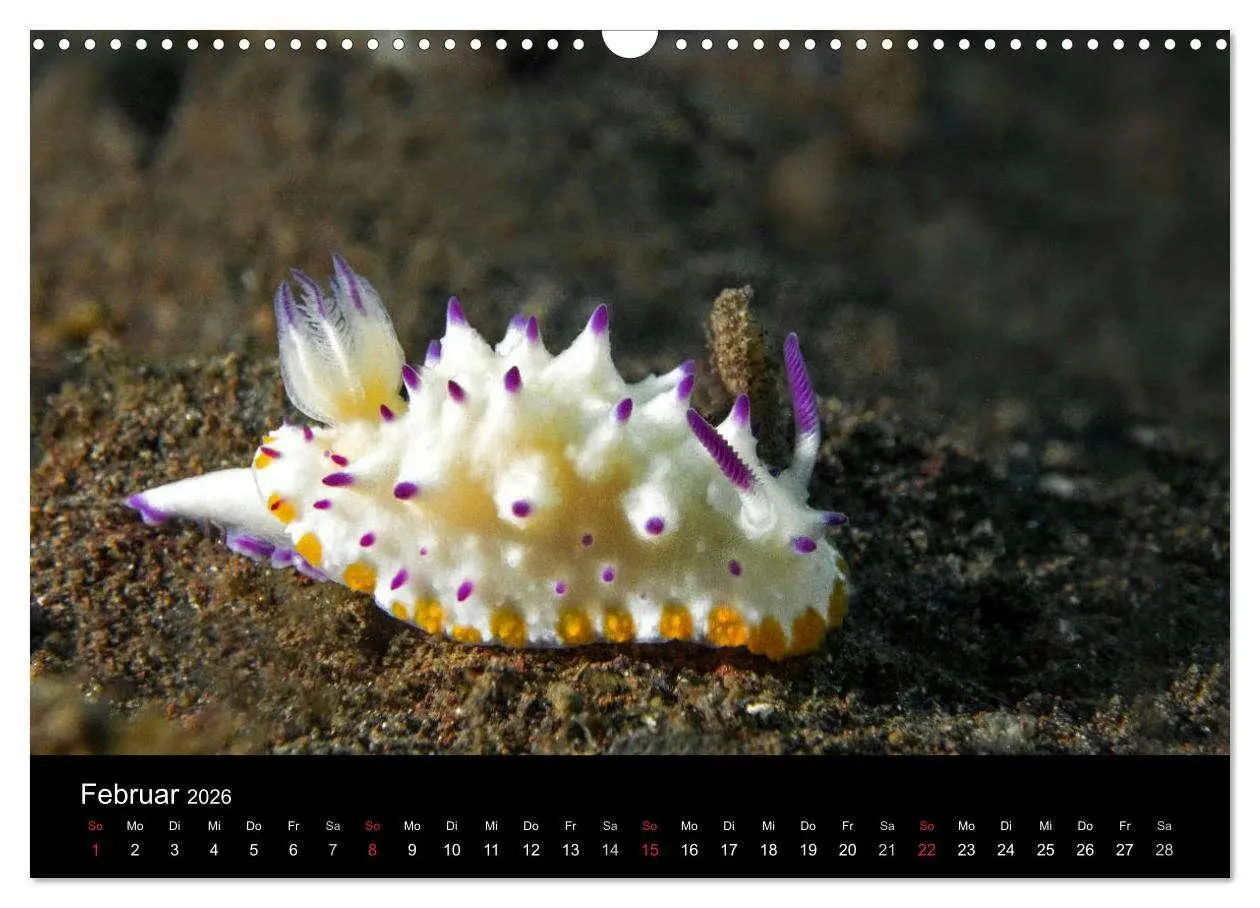 Bild: 9783516016536 | Unterwasserwelt Nacktschnecken (Wandkalender 2026 DIN A3 quer),...