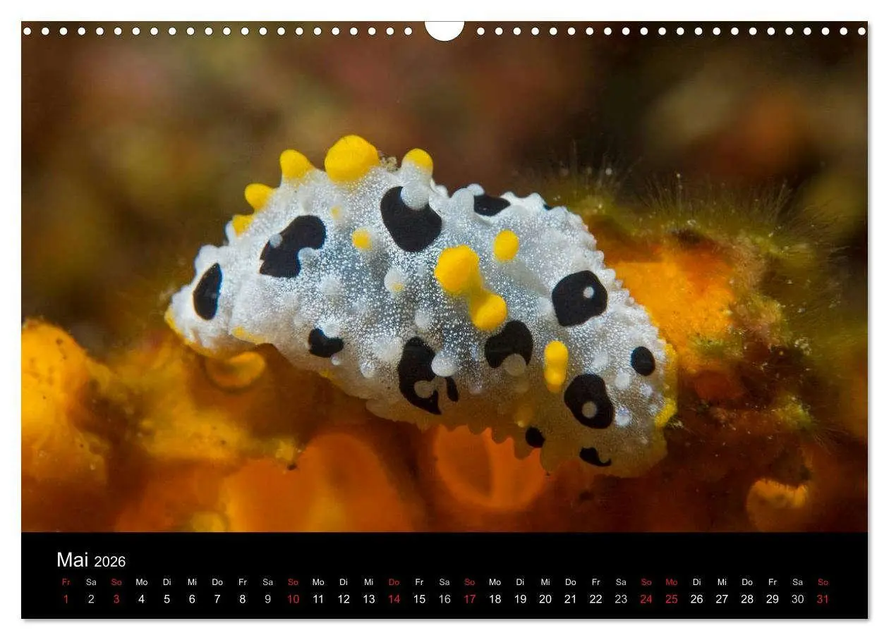 Bild: 9783516016536 | Unterwasserwelt Nacktschnecken (Wandkalender 2026 DIN A3 quer),...