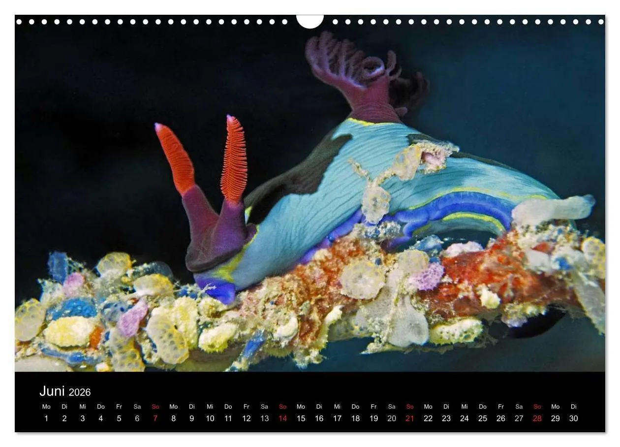 Bild: 9783516016536 | Unterwasserwelt Nacktschnecken (Wandkalender 2026 DIN A3 quer),...