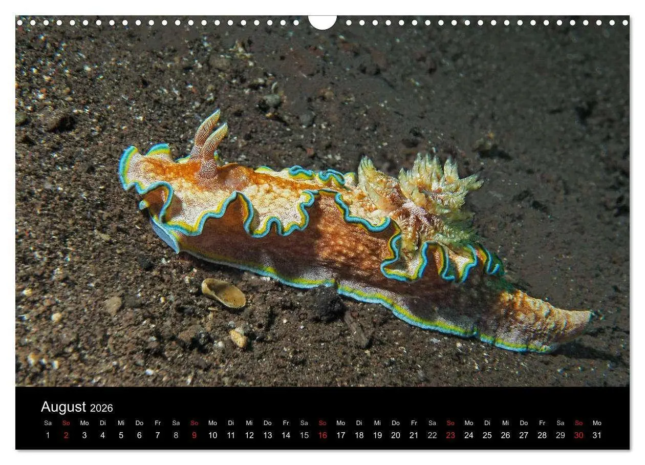 Bild: 9783516016536 | Unterwasserwelt Nacktschnecken (Wandkalender 2026 DIN A3 quer),...