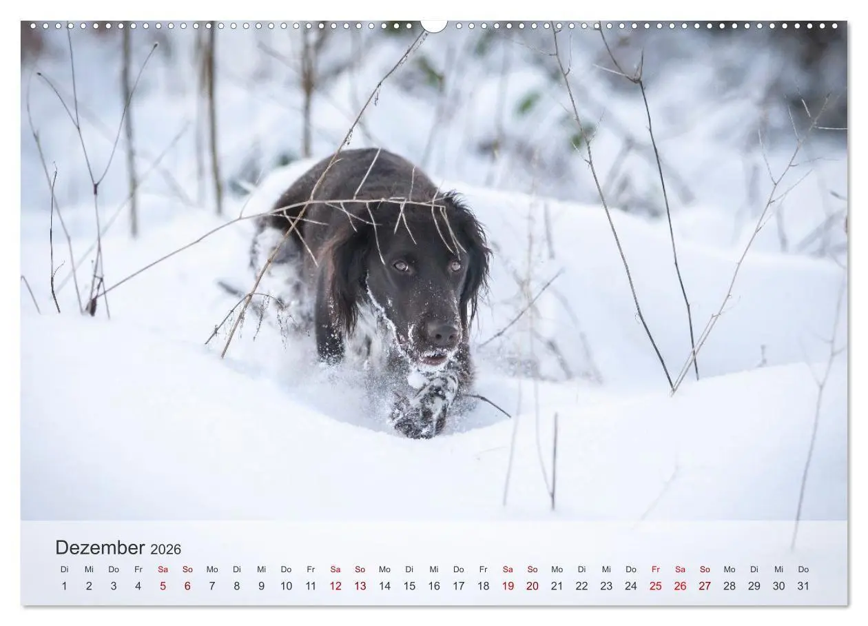 Bild: 9783457386736 | Treue Jagdgefährten Der kleine Münsterländer (hochwertiger Premium...