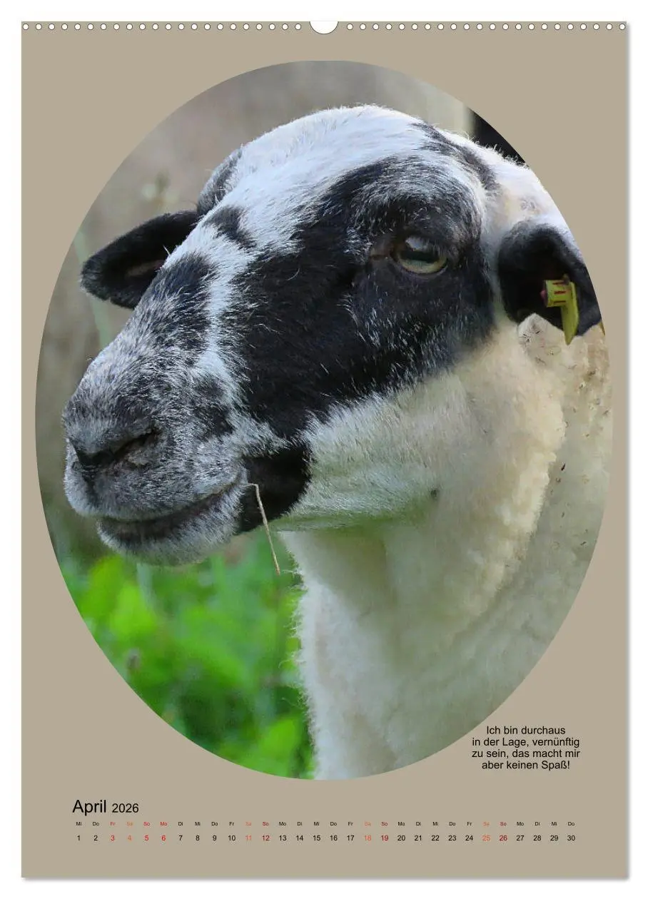 Bild: 9783516396836 | Scharfe Portraits (hochwertiger Premium Wandkalender 2026 DIN A2...