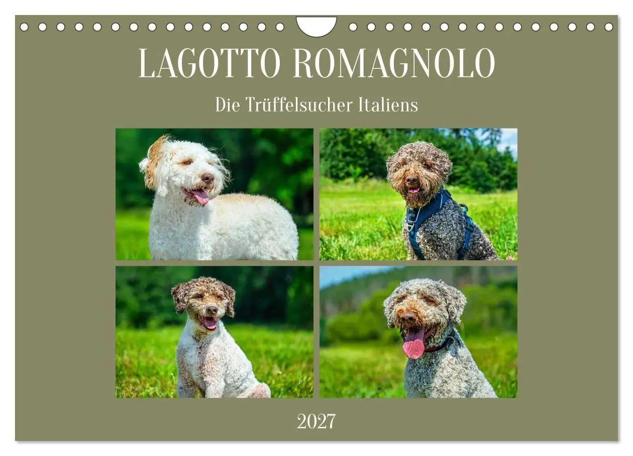 Cover: 9783594376836 | Lagotto Romagnolo - die Trüffelsucher Italiens (Wandkalender 2027...