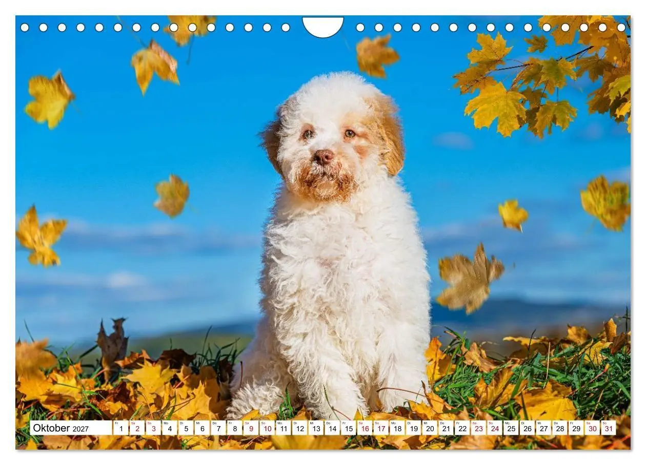 Bild: 9783594376836 | Lagotto Romagnolo - die Trüffelsucher Italiens (Wandkalender 2027...