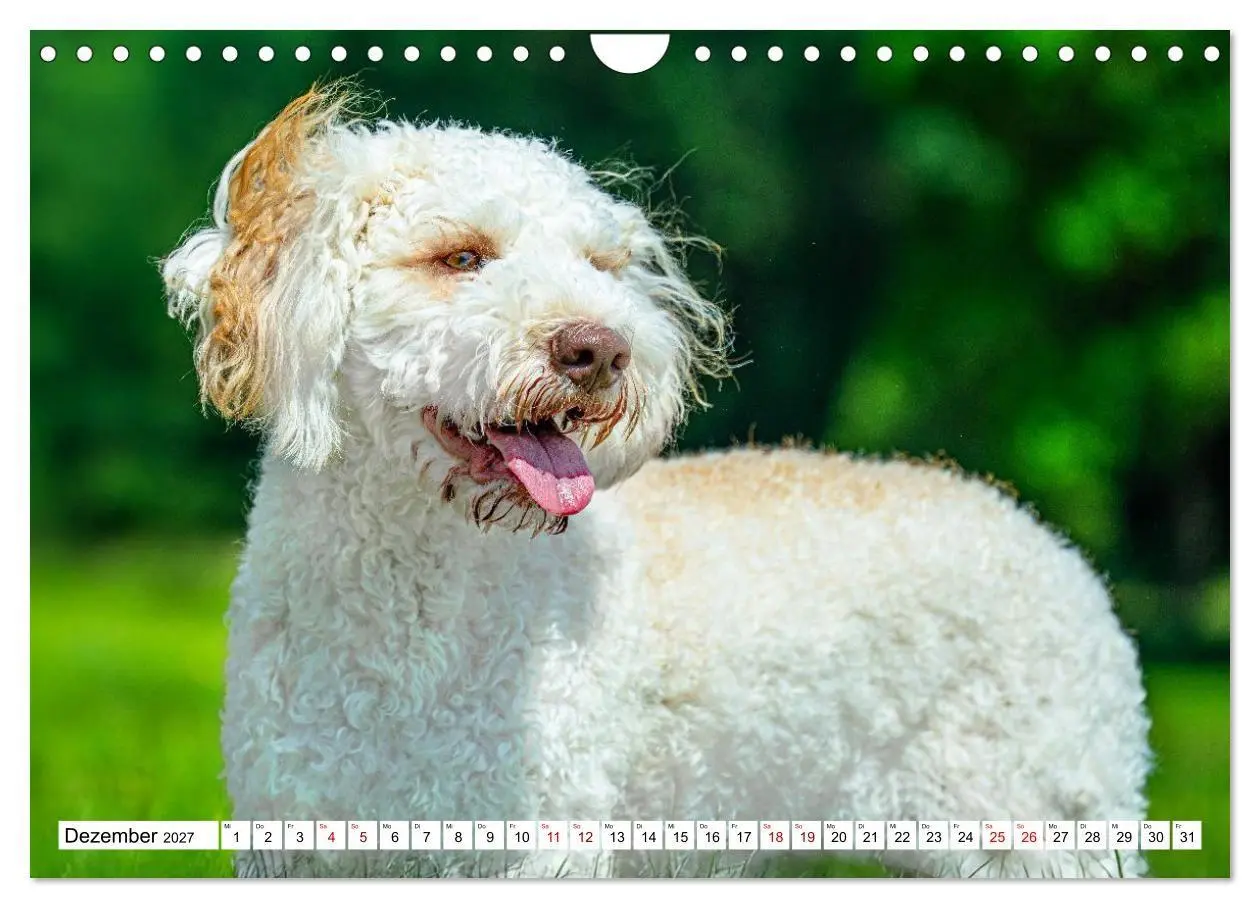 Bild: 9783594376836 | Lagotto Romagnolo - die Trüffelsucher Italiens (Wandkalender 2027...