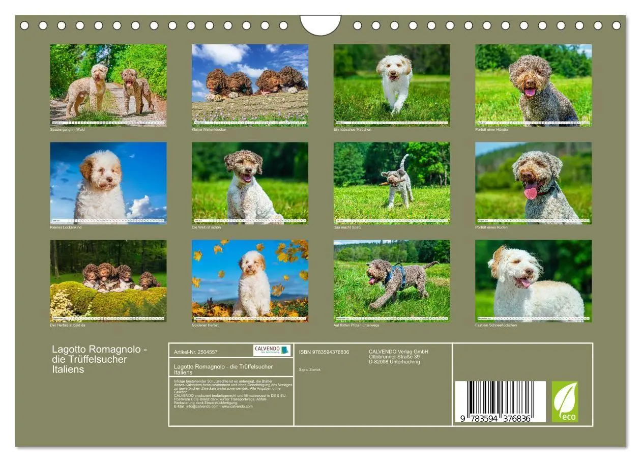 Bild: 9783594376836 | Lagotto Romagnolo - die Trüffelsucher Italiens (Wandkalender 2027...