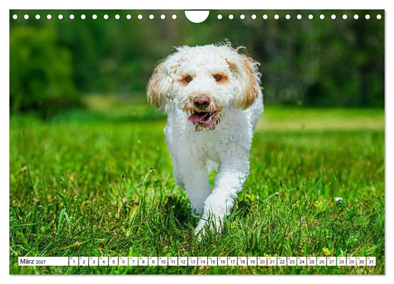 Bild: 9783594376836 | Lagotto Romagnolo - die Trüffelsucher Italiens (Wandkalender 2027...