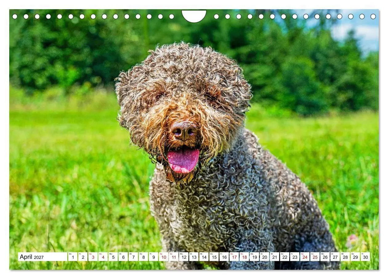 Bild: 9783594376836 | Lagotto Romagnolo - die Trüffelsucher Italiens (Wandkalender 2027...