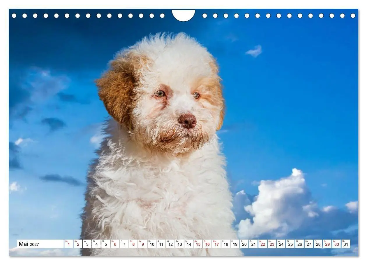 Bild: 9783594376836 | Lagotto Romagnolo - die Trüffelsucher Italiens (Wandkalender 2027...