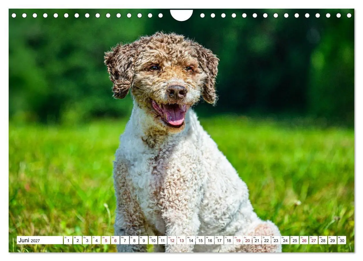 Bild: 9783594376836 | Lagotto Romagnolo - die Trüffelsucher Italiens (Wandkalender 2027...