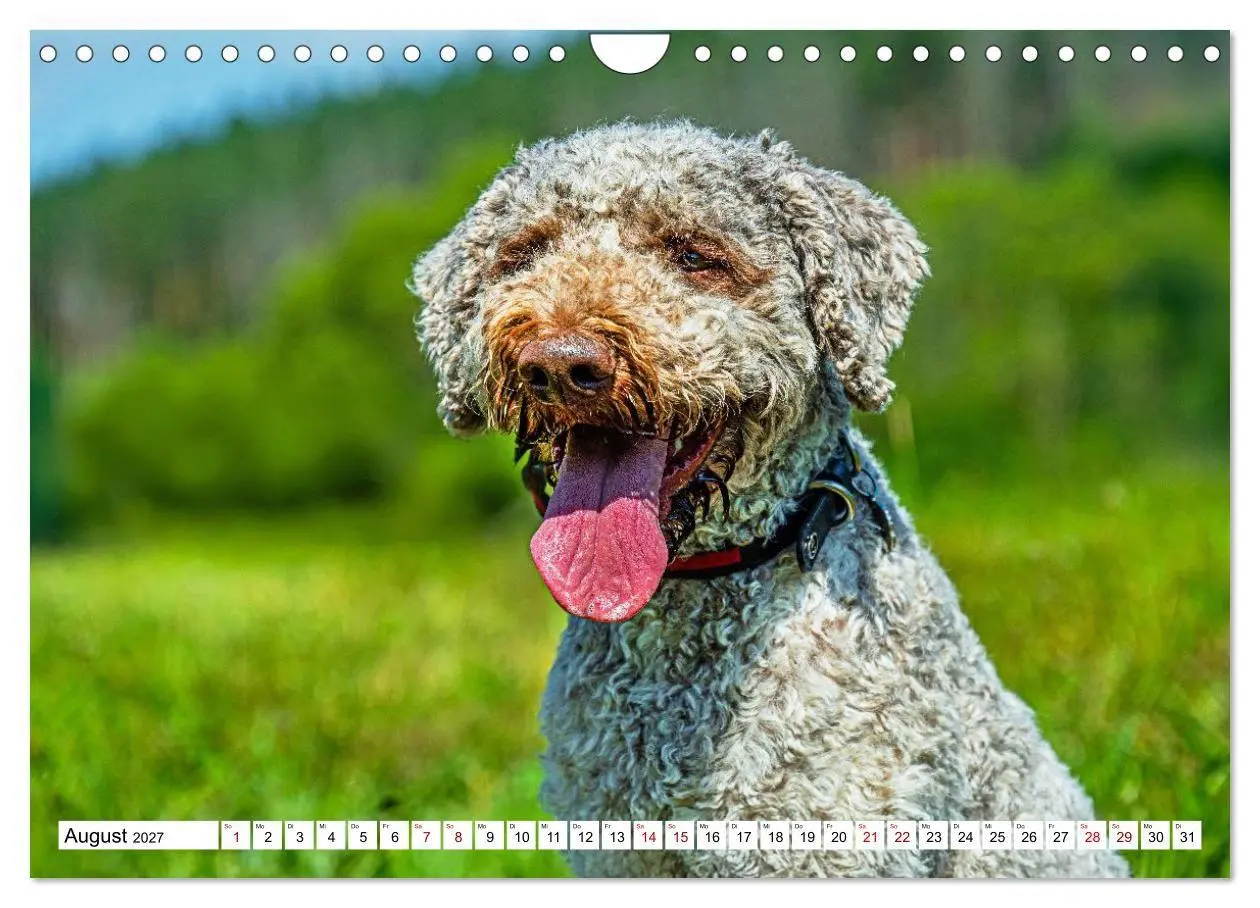 Bild: 9783594376836 | Lagotto Romagnolo - die Trüffelsucher Italiens (Wandkalender 2027...