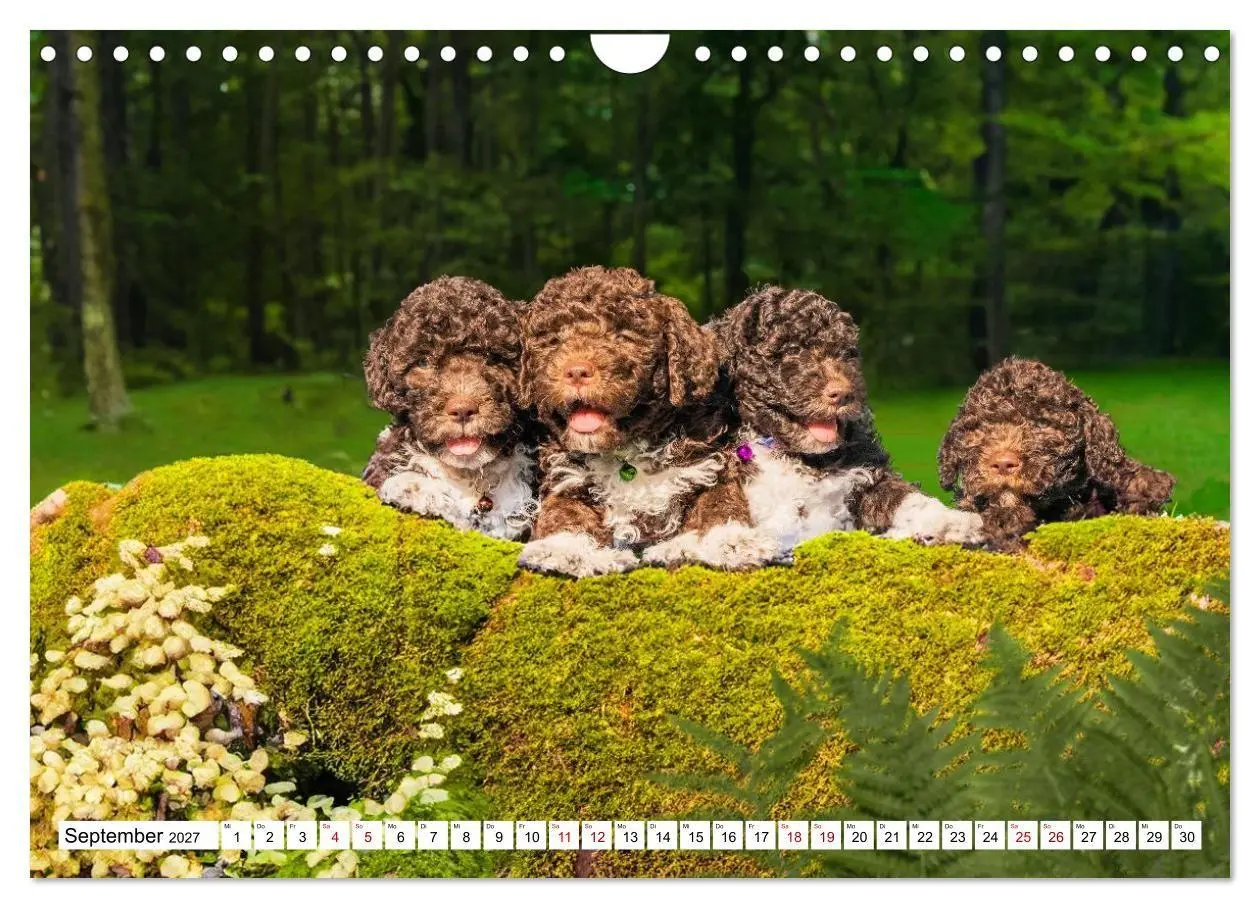 Bild: 9783594376836 | Lagotto Romagnolo - die Trüffelsucher Italiens (Wandkalender 2027...
