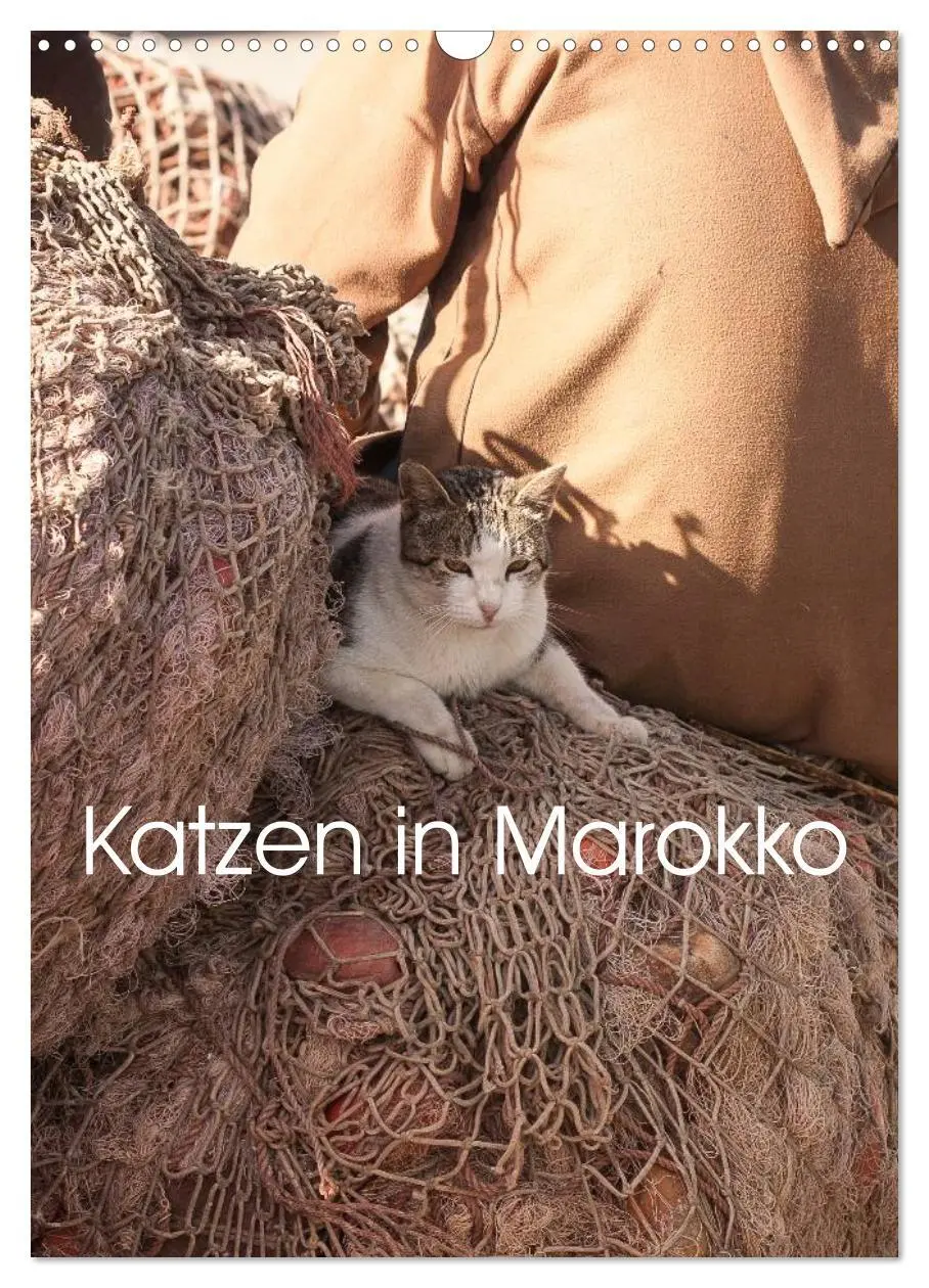 Cover: 9783516456936 | Katzen in Marokko (Wandkalender 2026 DIN A3 hoch), CALVENDO...
