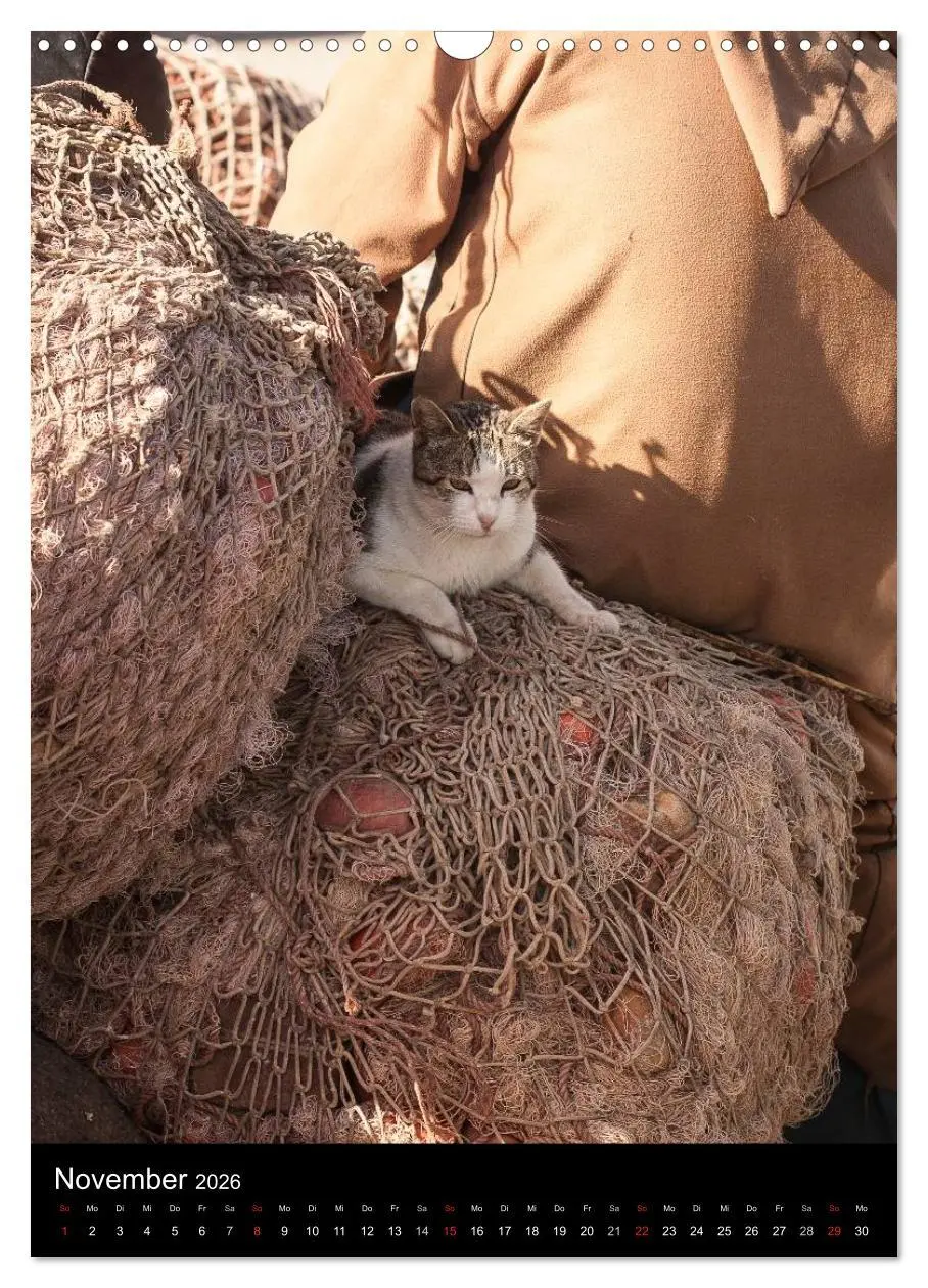 Bild: 9783516456936 | Katzen in Marokko (Wandkalender 2026 DIN A3 hoch), CALVENDO...