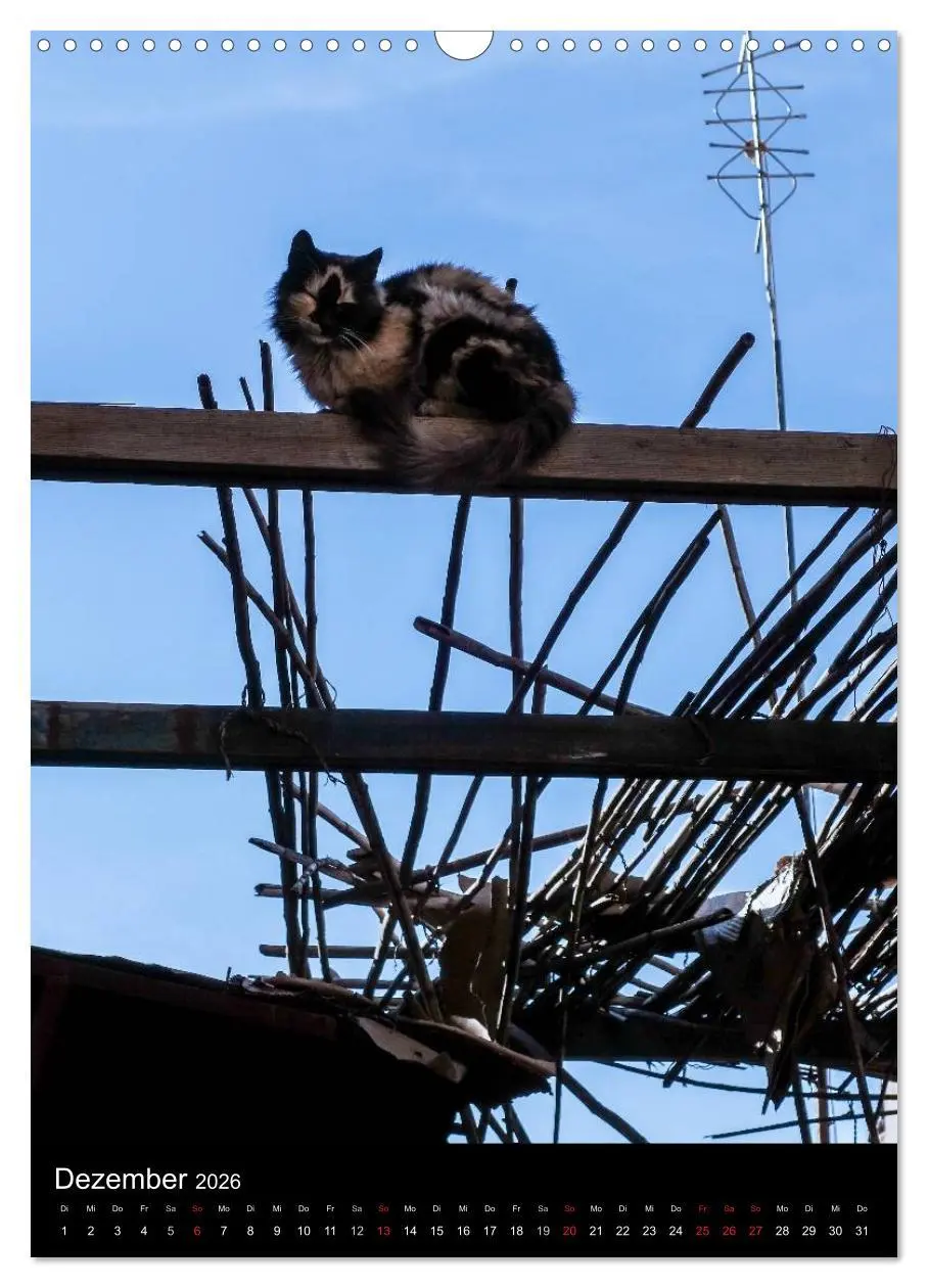 Bild: 9783516456936 | Katzen in Marokko (Wandkalender 2026 DIN A3 hoch), CALVENDO...