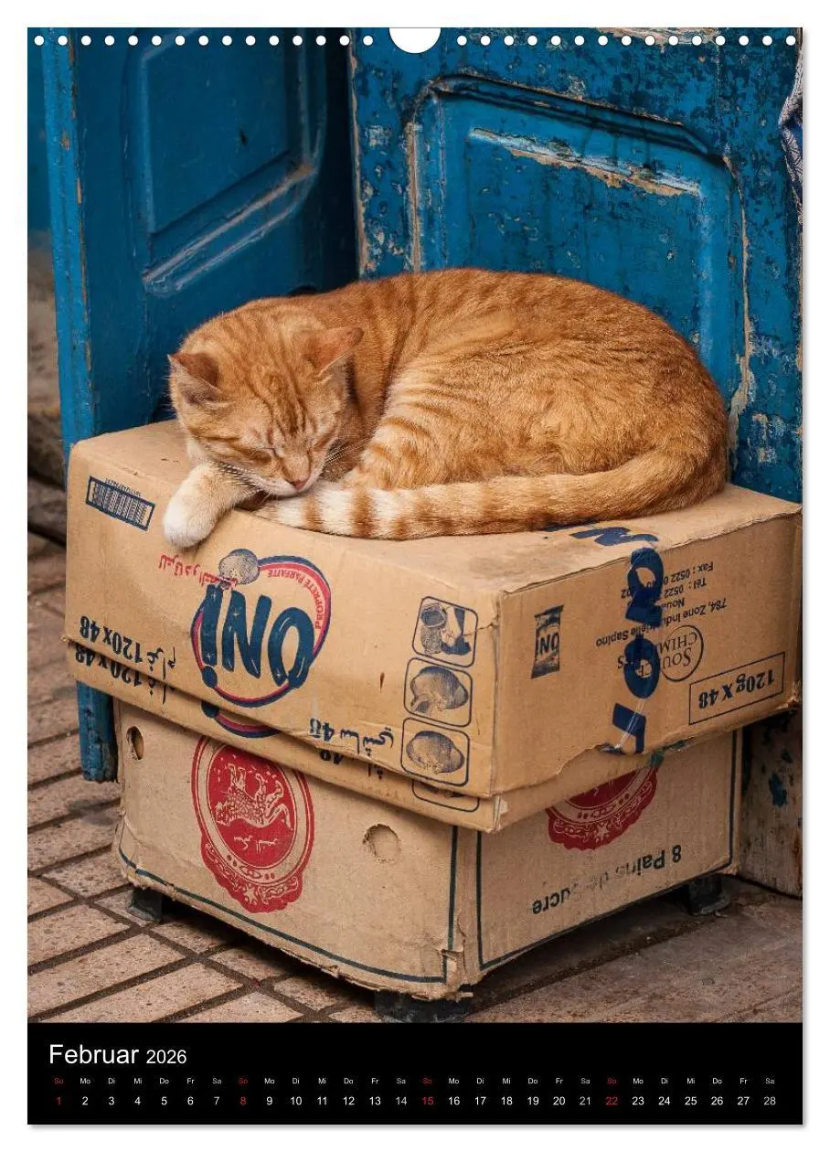 Bild: 9783516456936 | Katzen in Marokko (Wandkalender 2026 DIN A3 hoch), CALVENDO...