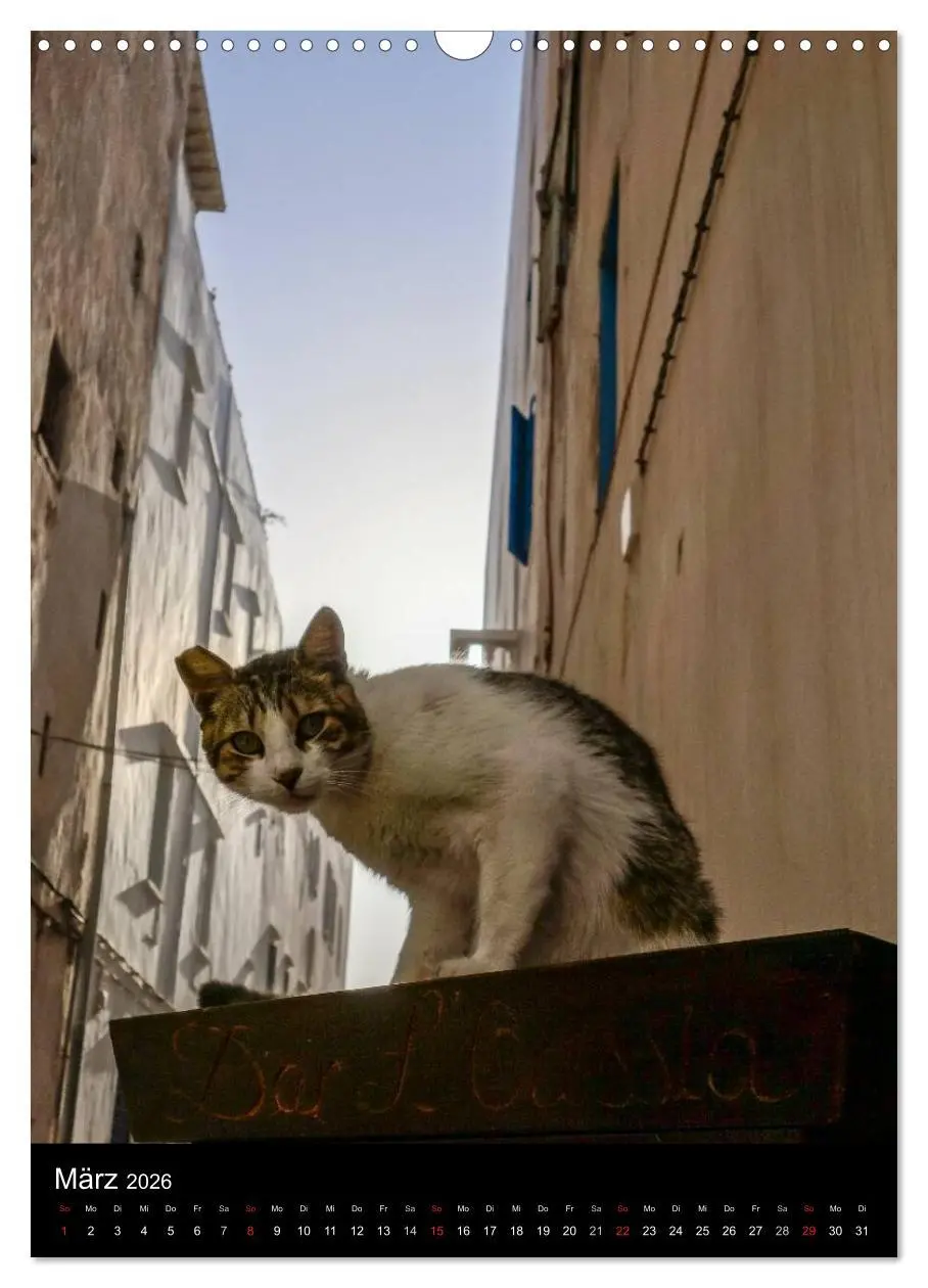 Bild: 9783516456936 | Katzen in Marokko (Wandkalender 2026 DIN A3 hoch), CALVENDO...