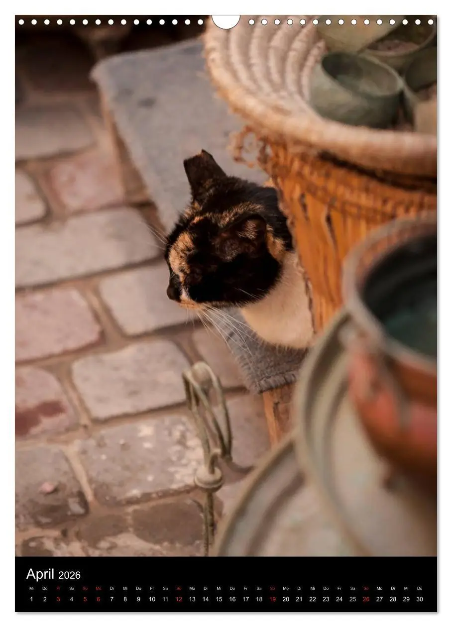 Bild: 9783516456936 | Katzen in Marokko (Wandkalender 2026 DIN A3 hoch), CALVENDO...