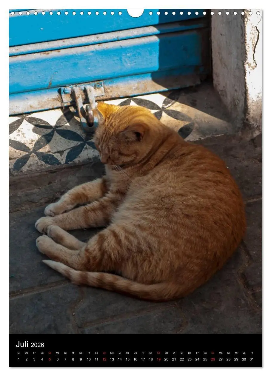 Bild: 9783516456936 | Katzen in Marokko (Wandkalender 2026 DIN A3 hoch), CALVENDO...