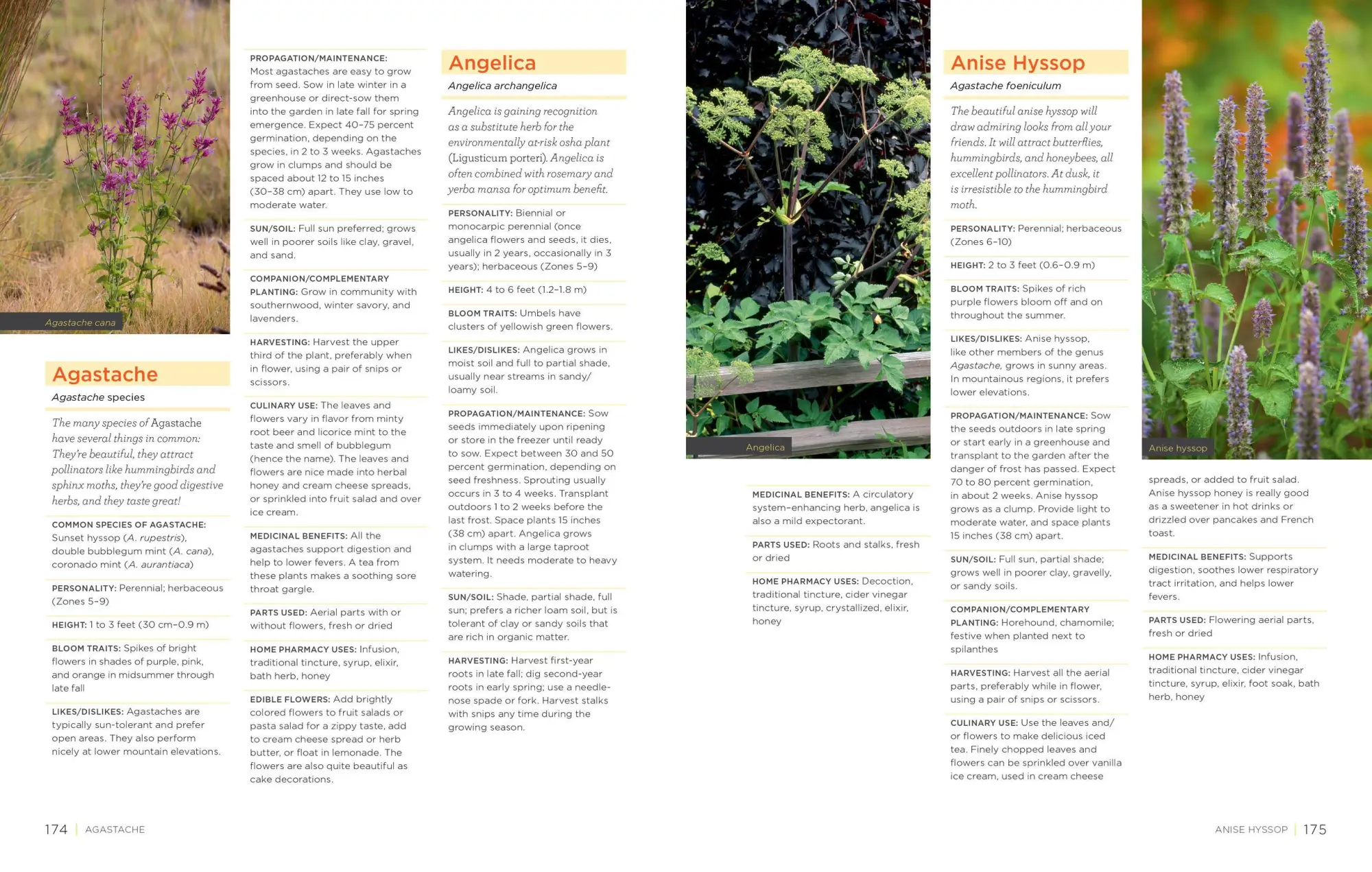 Bild: 9781603427036 | Homegrown Herbs | Tammi Hartung | Taschenbuch | Englisch | 2011