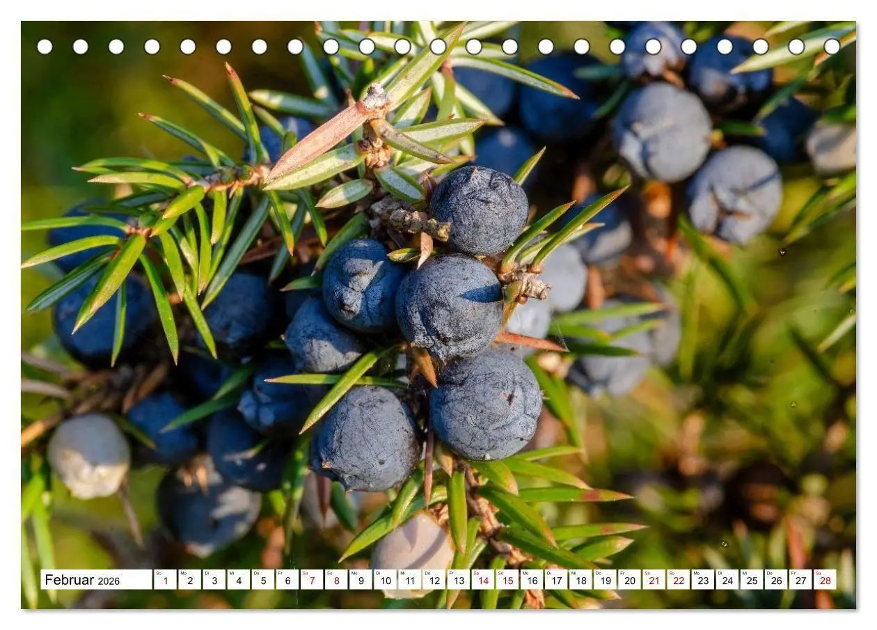 Bild: 9783516717136 | Lüneburger Heide: Die Nordheide (Tischkalender 2026 DIN A5 quer),...
