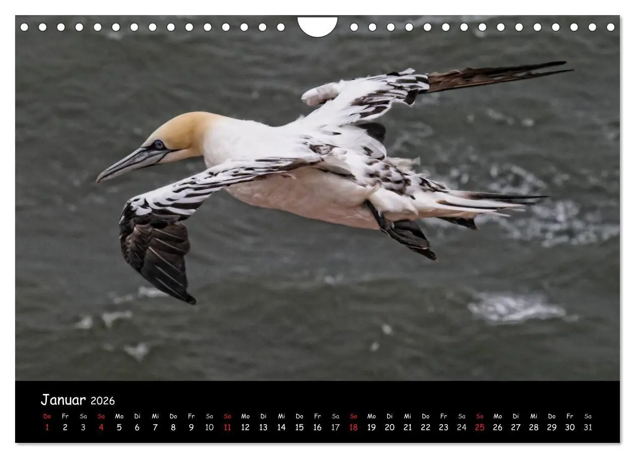 Bild: 9783516187236 | Helgoland und die Düne (Wandkalender 2026 DIN A4 quer), CALVENDO...