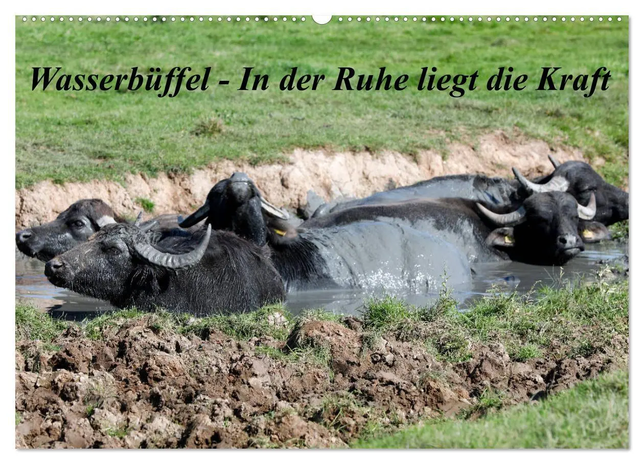 Cover: 9783457777336 | Wasserbüffel - In der Ruhe liegt die Kraft (Wandkalender 2026 DIN...