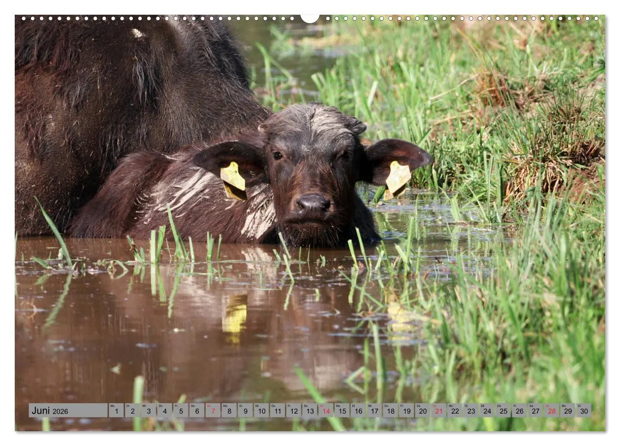 Bild: 9783457777336 | Wasserbüffel - In der Ruhe liegt die Kraft (Wandkalender 2026 DIN...