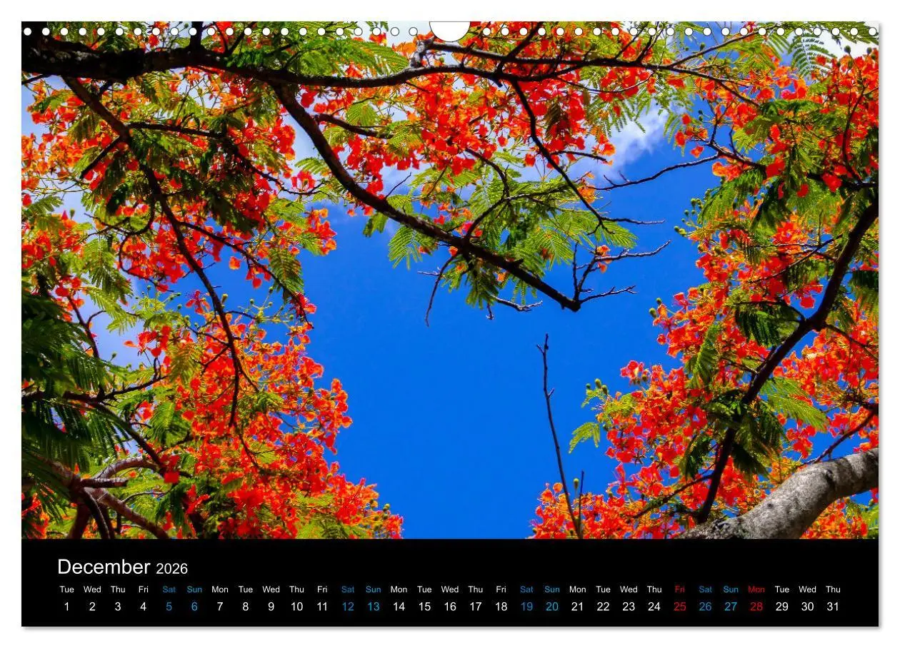 Bild: 9783516557336 | Beautiful Mauritius (Wall Calendar 2026 DIN A3 landscape), CALVENDO...