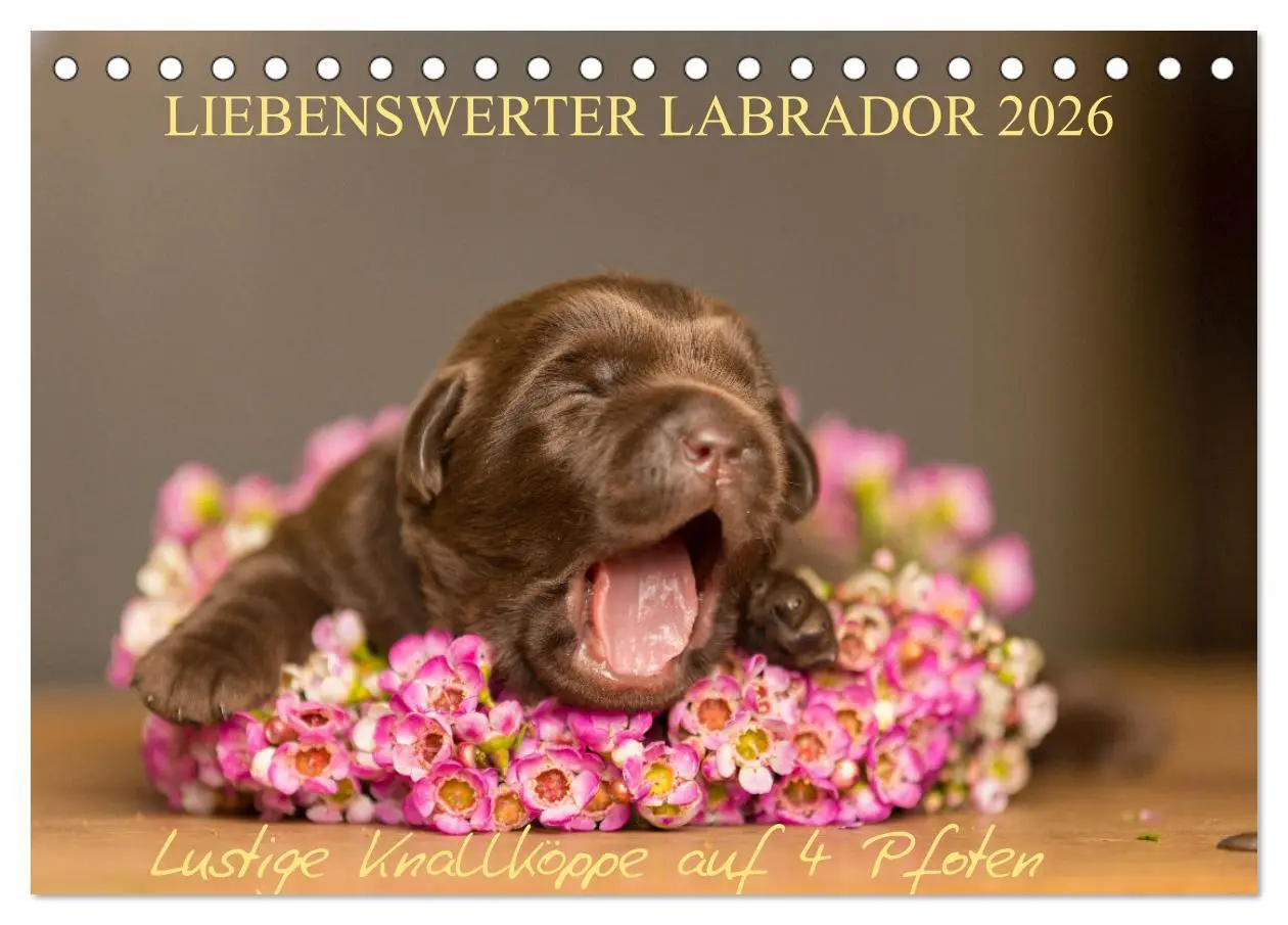 Cover: 9783457997536 | Liebenswerter Labrador 2026 (Tischkalender 2026 DIN A5 quer),...
