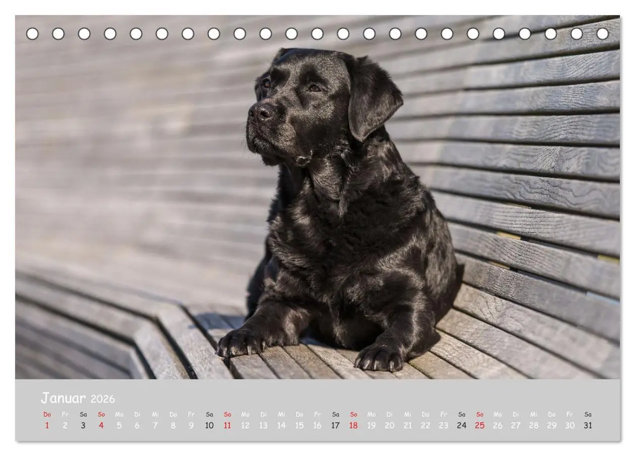 Bild: 9783457997536 | Liebenswerter Labrador 2026 (Tischkalender 2026 DIN A5 quer),...