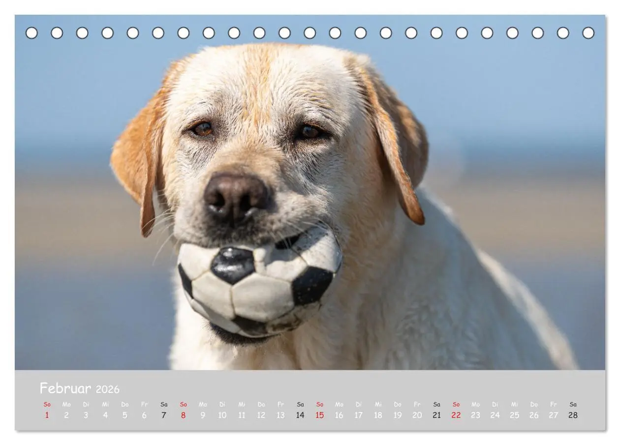 Bild: 9783457997536 | Liebenswerter Labrador 2026 (Tischkalender 2026 DIN A5 quer),...
