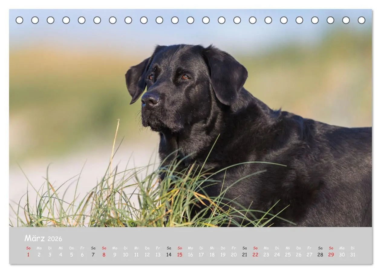 Bild: 9783457997536 | Liebenswerter Labrador 2026 (Tischkalender 2026 DIN A5 quer),...