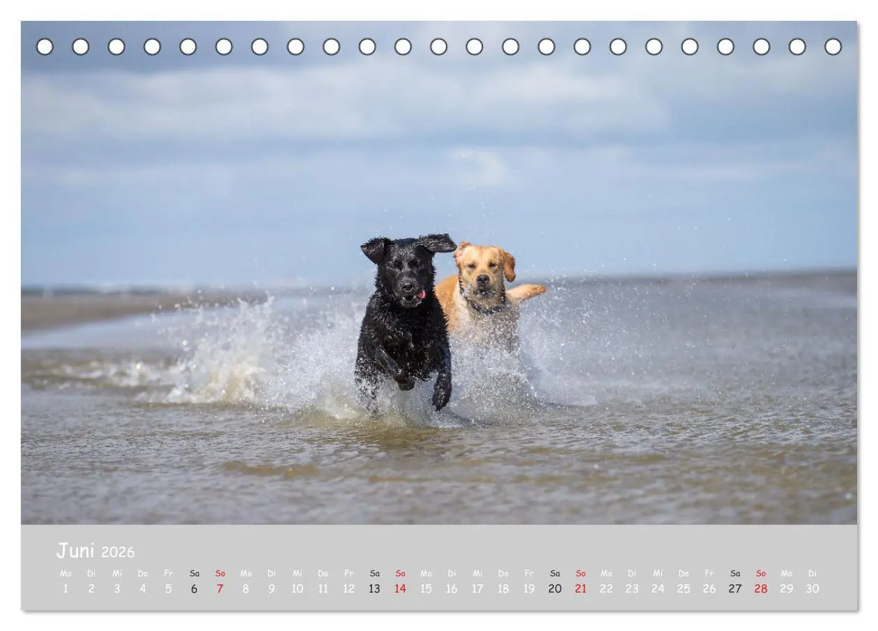 Bild: 9783457997536 | Liebenswerter Labrador 2026 (Tischkalender 2026 DIN A5 quer),...