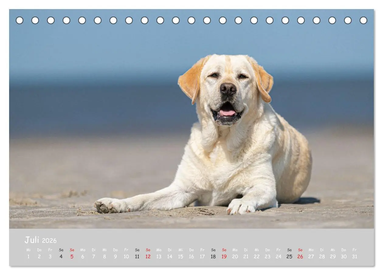 Bild: 9783457997536 | Liebenswerter Labrador 2026 (Tischkalender 2026 DIN A5 quer),...