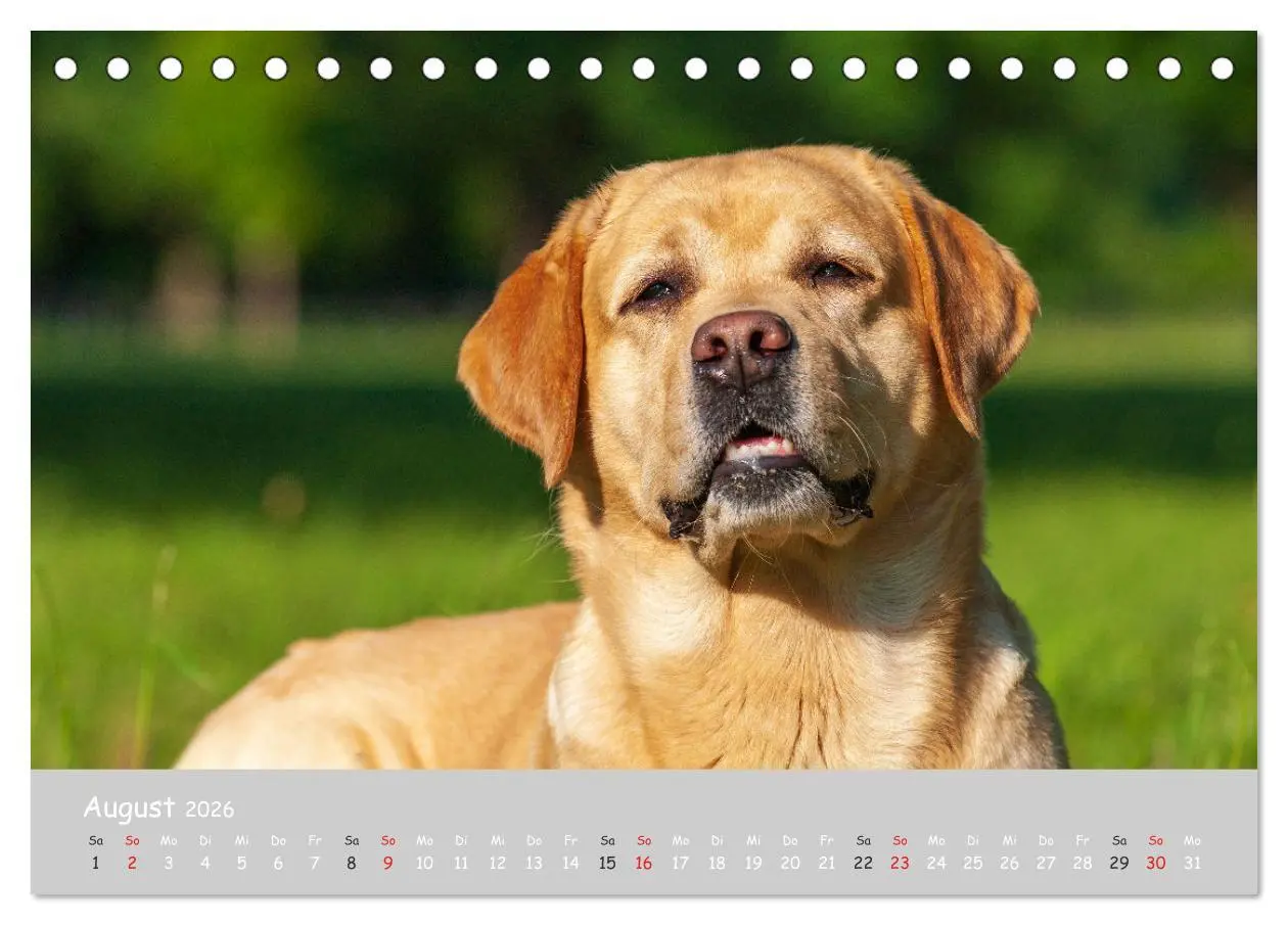 Bild: 9783457997536 | Liebenswerter Labrador 2026 (Tischkalender 2026 DIN A5 quer),...