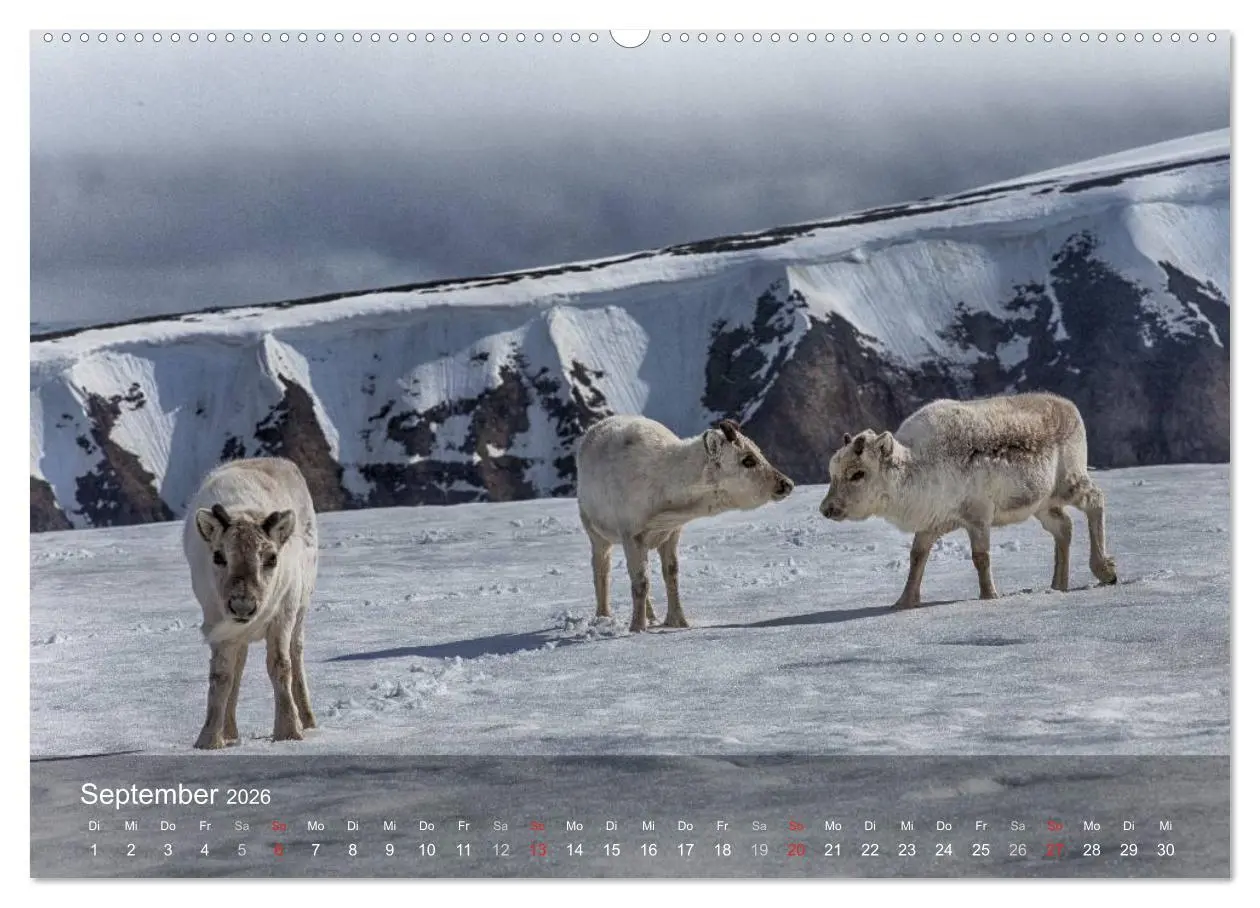 Bild: 9783516087536 | Spitzbergen - Impressionen aus der Arktis (Wandkalender 2026 DIN A2...