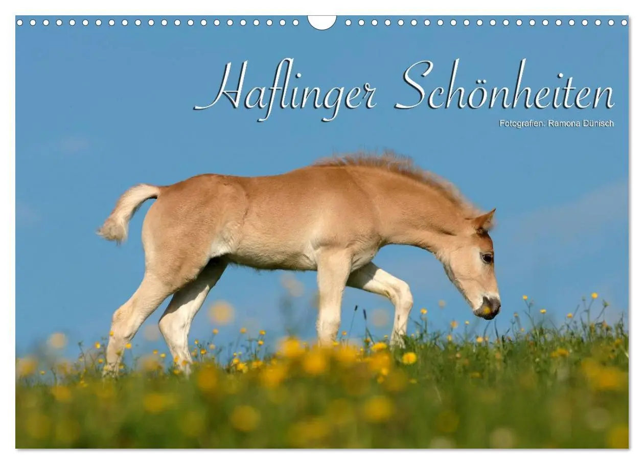 Cover: 9783516157536 | Haflinger Schönheiten (Wandkalender 2026 DIN A3 quer), CALVENDO...