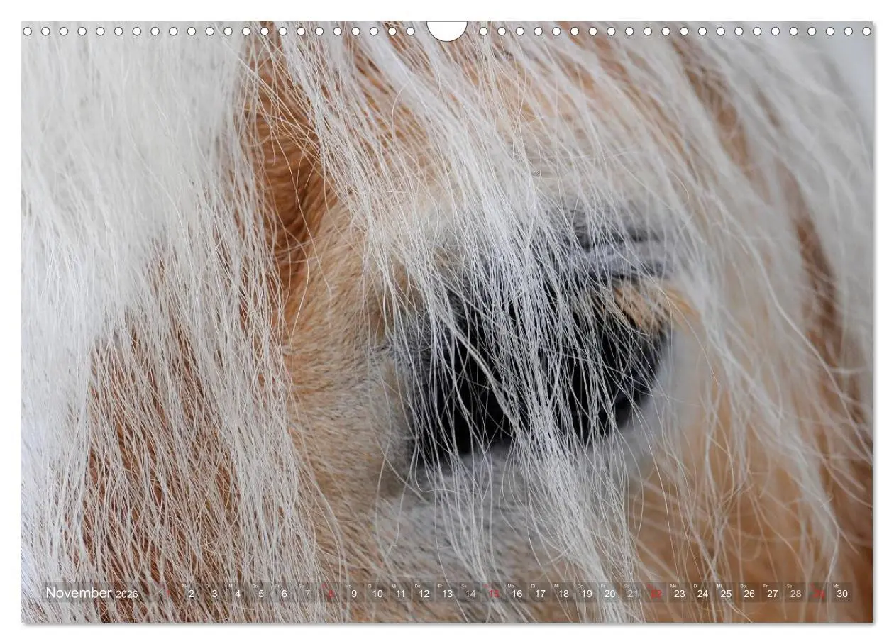 Bild: 9783516157536 | Haflinger Schönheiten (Wandkalender 2026 DIN A3 quer), CALVENDO...