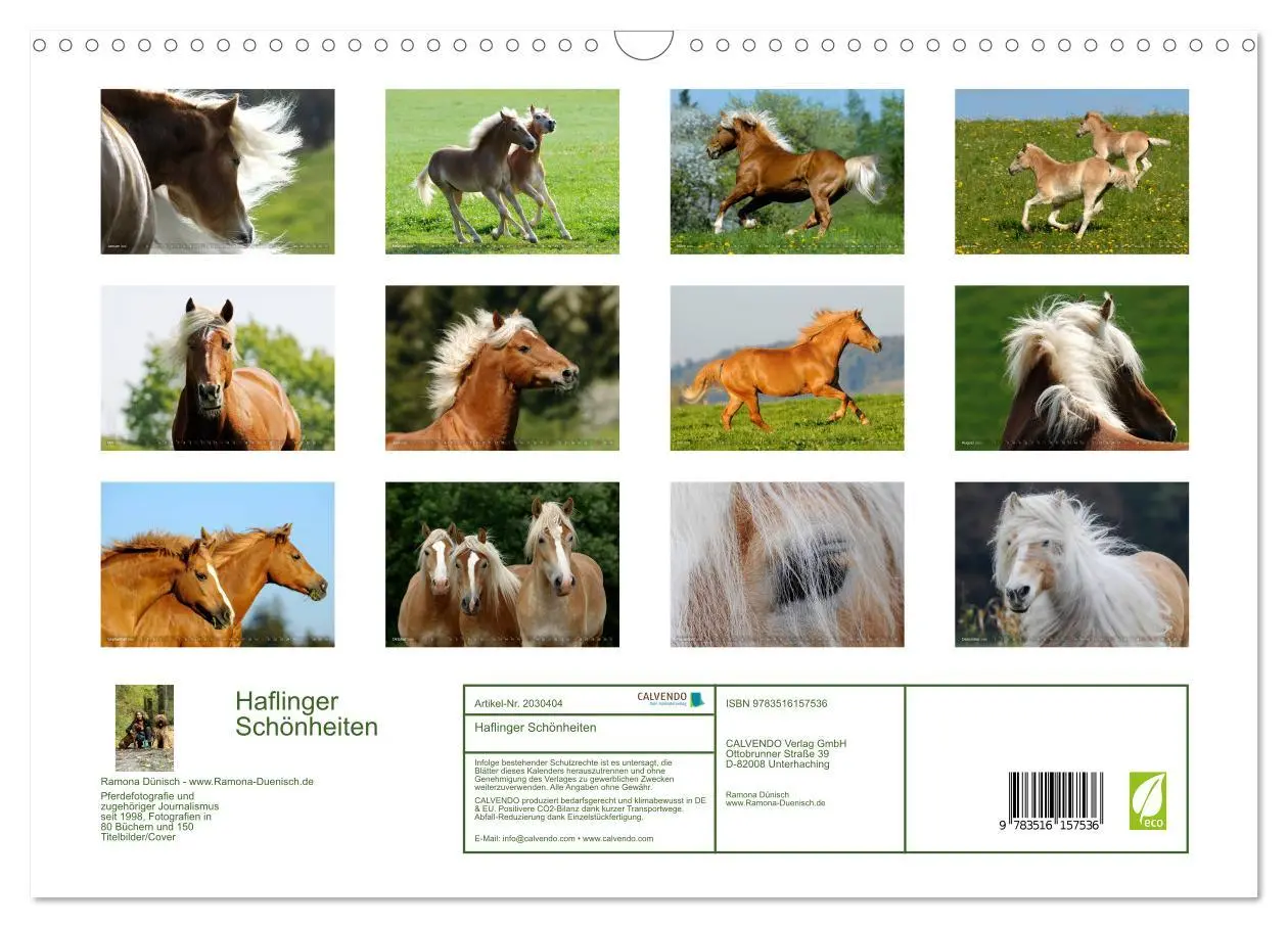Bild: 9783516157536 | Haflinger Schönheiten (Wandkalender 2026 DIN A3 quer), CALVENDO...
