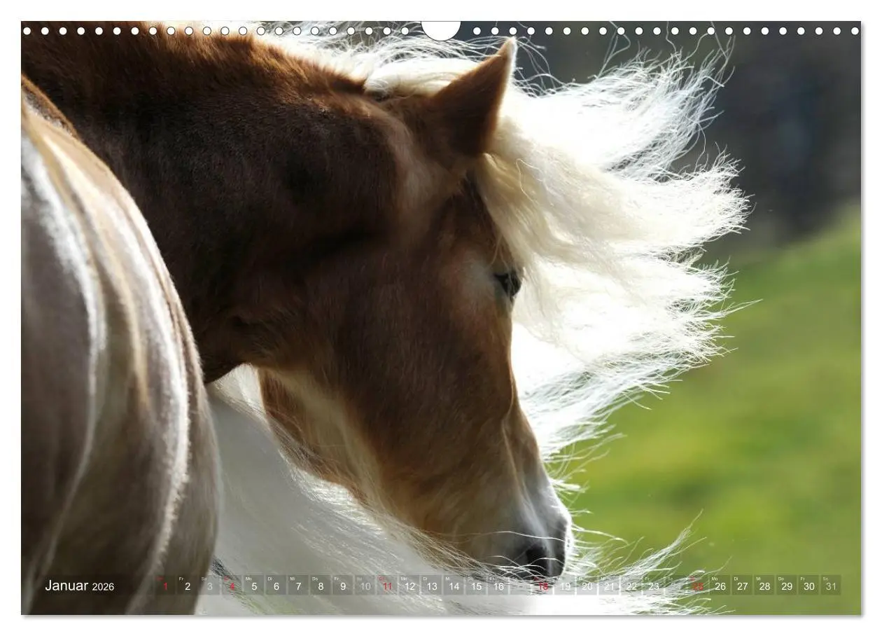 Bild: 9783516157536 | Haflinger Schönheiten (Wandkalender 2026 DIN A3 quer), CALVENDO...