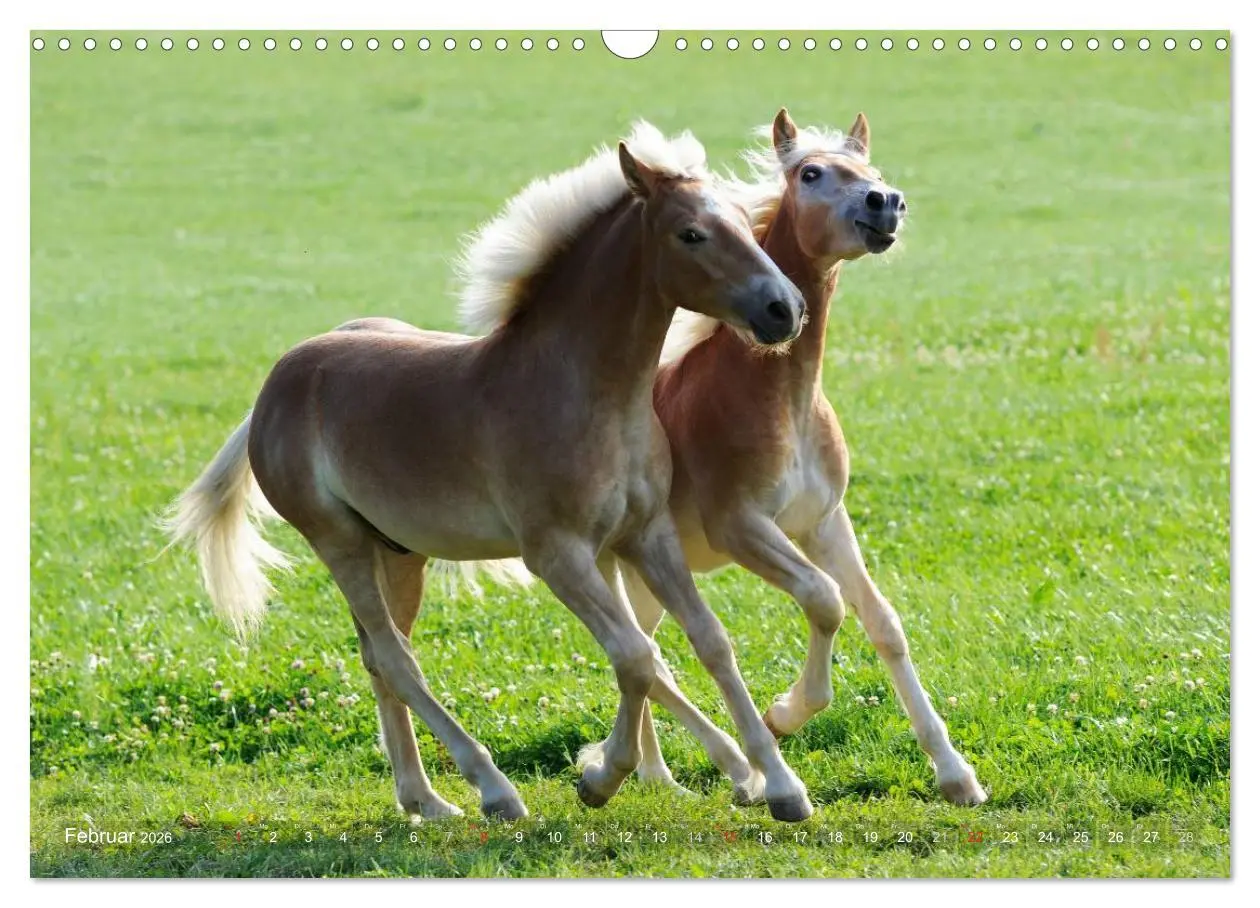 Bild: 9783516157536 | Haflinger Schönheiten (Wandkalender 2026 DIN A3 quer), CALVENDO...