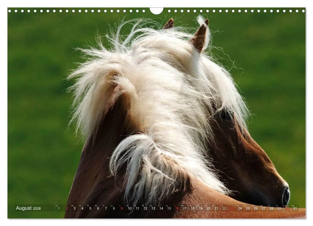 Bild: 9783516157536 | Haflinger Schönheiten (Wandkalender 2026 DIN A3 quer), CALVENDO...