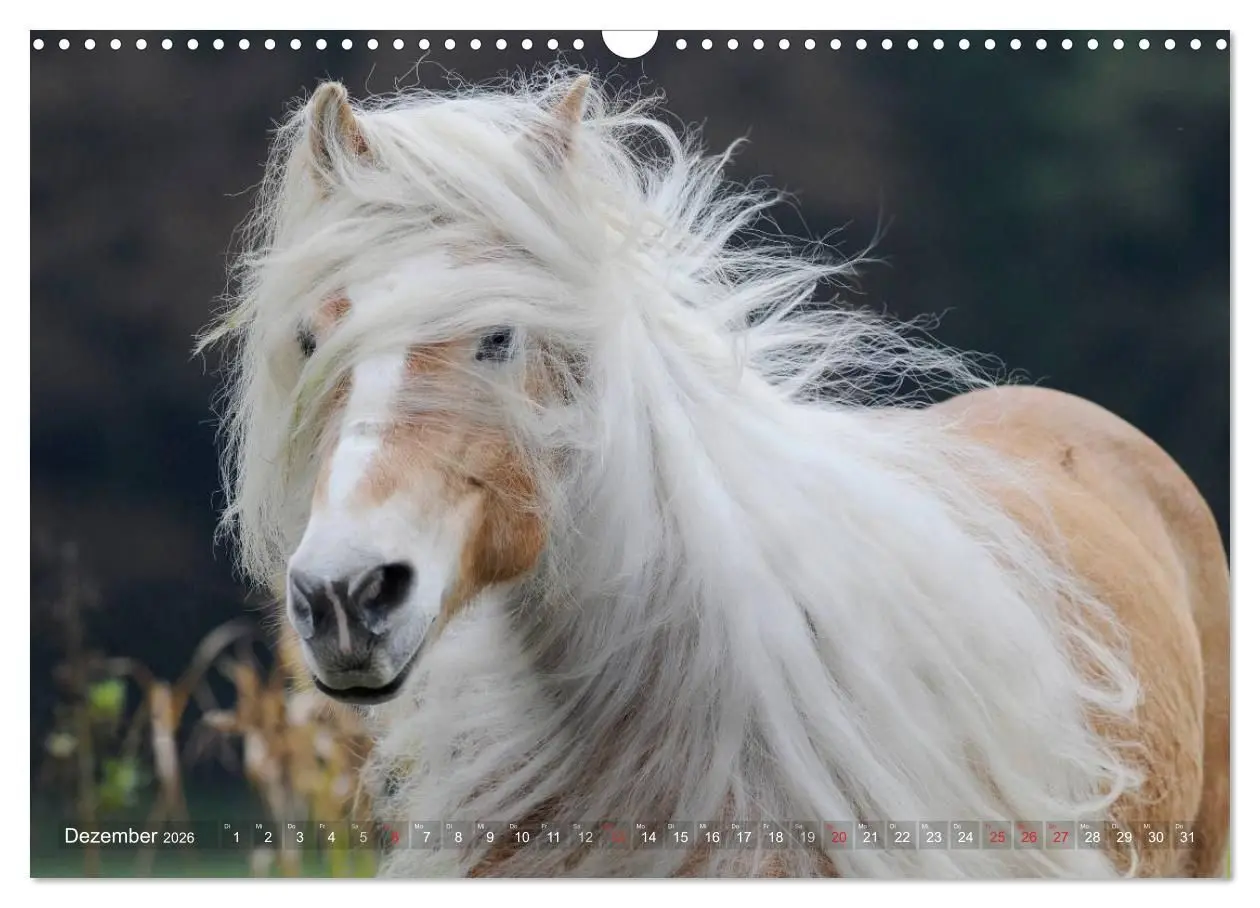 Bild: 9783516157536 | Haflinger Schönheiten (Wandkalender 2026 DIN A3 quer), CALVENDO...