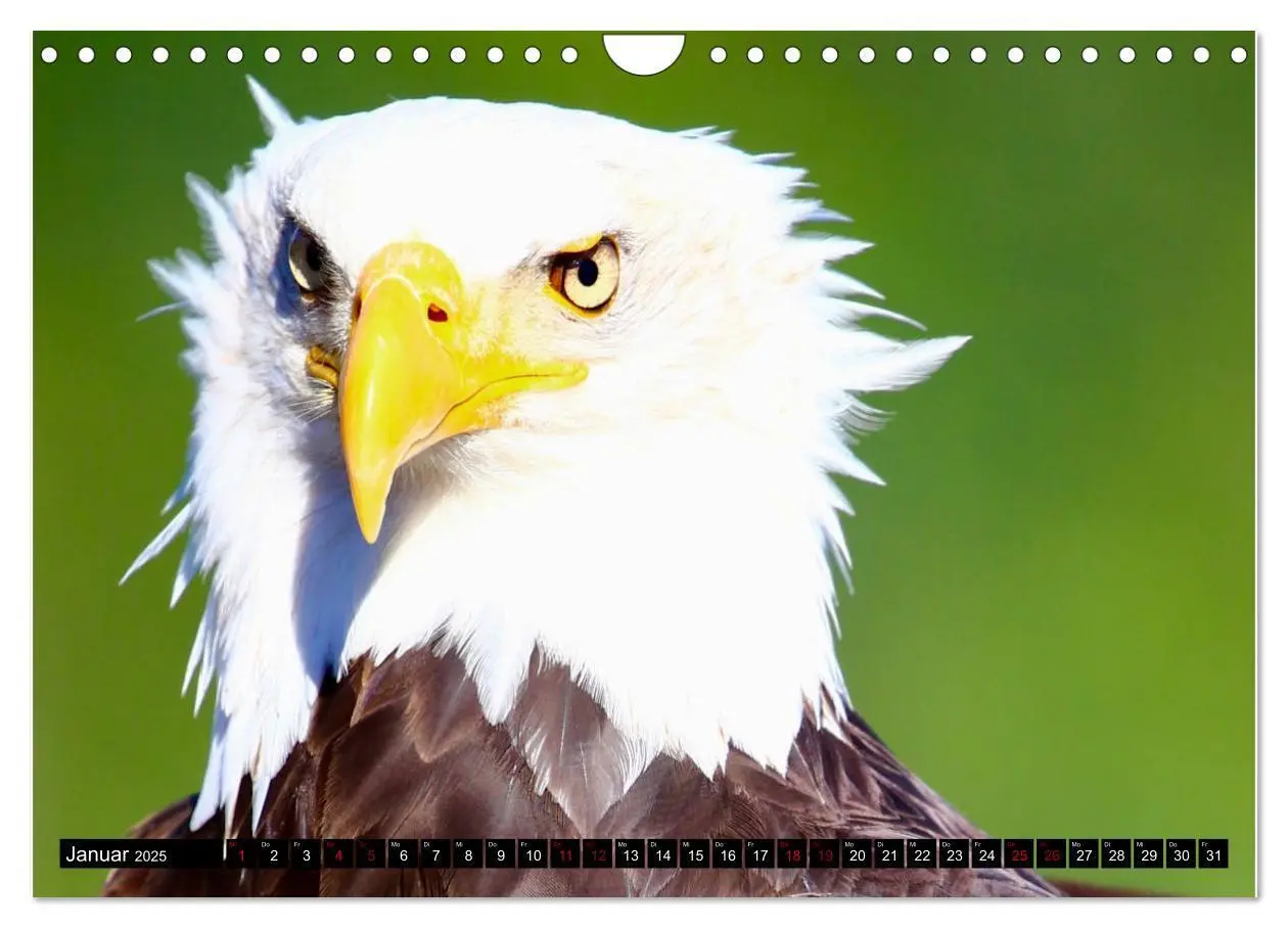 Bild: 9783435347636 | Weißkopfseeadler. Herrscher der Lüfte. 2025 (Wandkalender 2025 DIN...