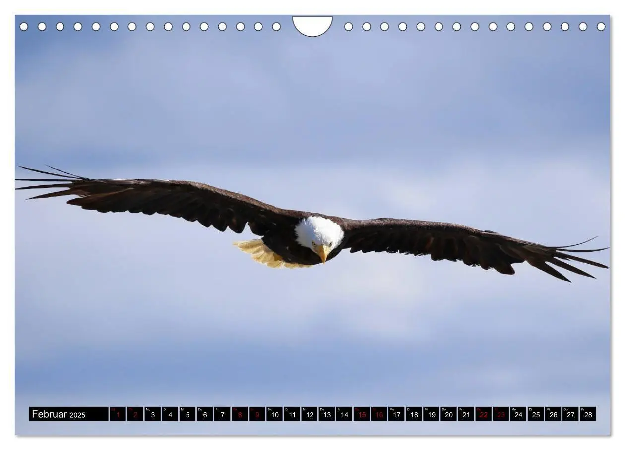 Bild: 9783435347636 | Weißkopfseeadler. Herrscher der Lüfte. 2025 (Wandkalender 2025 DIN...