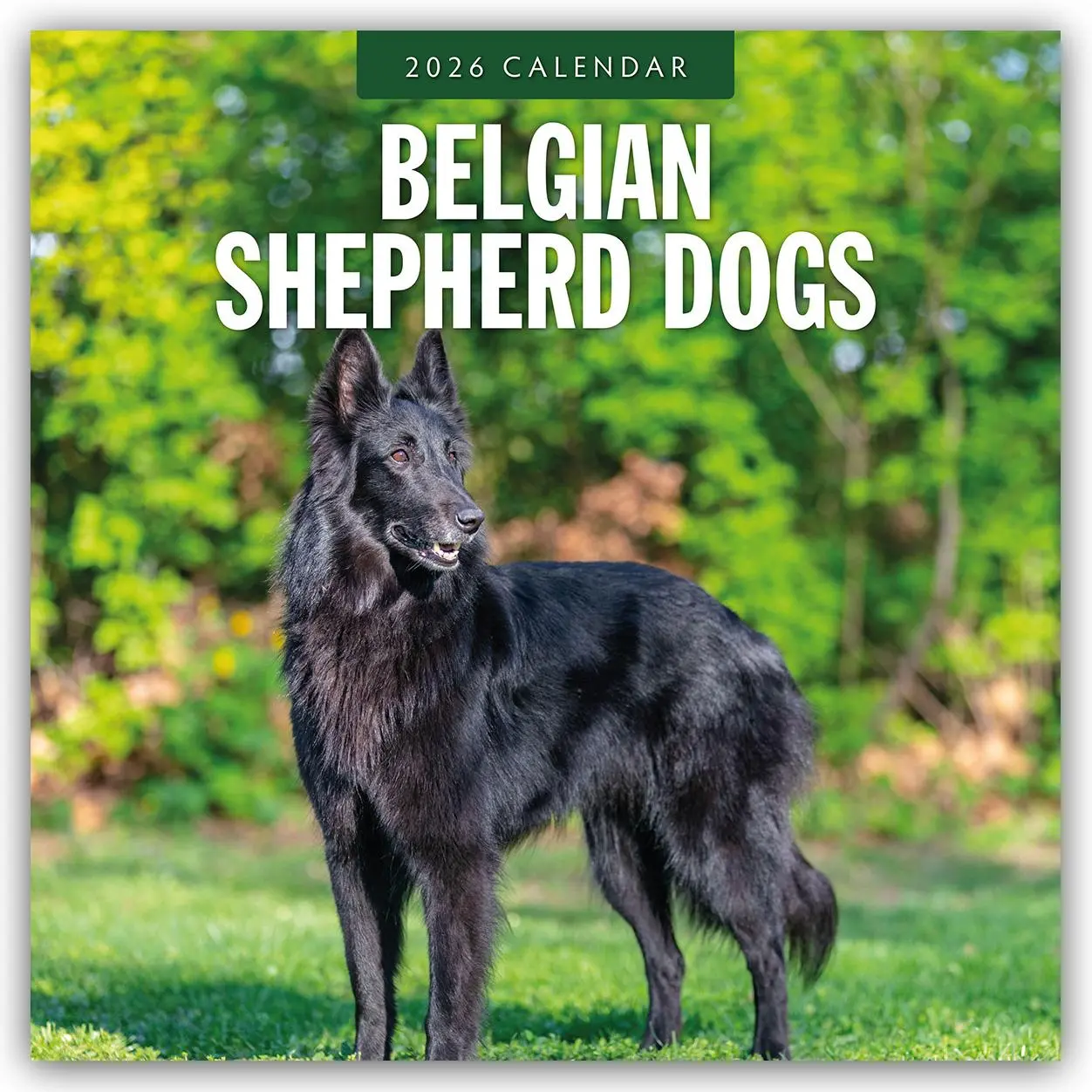 Cover: 9781804427736 | Belgian Shepherd - Belgischer Schäferhund 2026 - 16-Monatskalender