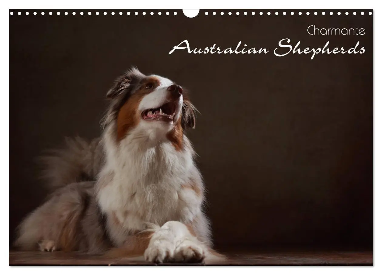 Cover: 9783457897836 | Charmante Australian Shepherds (Wandkalender 2026 DIN A3 quer),...