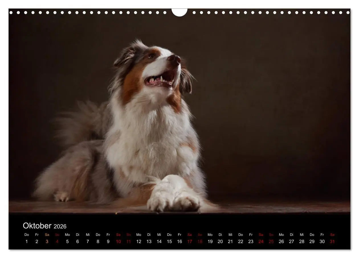 Bild: 9783457897836 | Charmante Australian Shepherds (Wandkalender 2026 DIN A3 quer),...