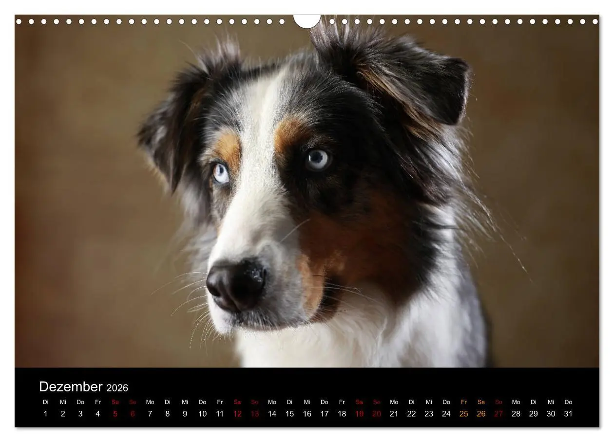 Bild: 9783457897836 | Charmante Australian Shepherds (Wandkalender 2026 DIN A3 quer),...
